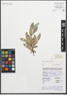 Foto von Salix glaucosericea Flod.